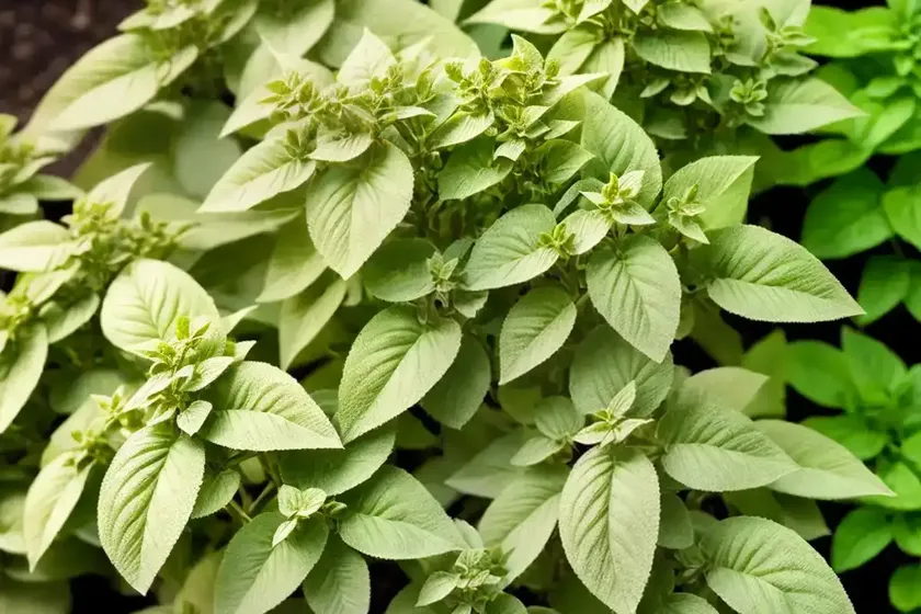 Origanum vulgare ‘aureum’ (golden oregano) — photo 2