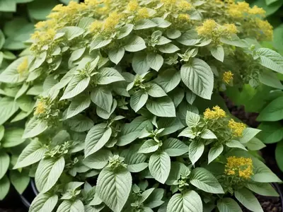 Origanum Vulgare ‘Aureum’ (Golden Oregano)