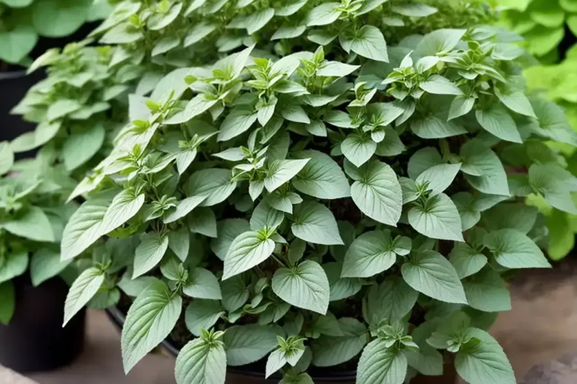 Origanum vulgare ‘compactum’ (oregano) — photo 3
