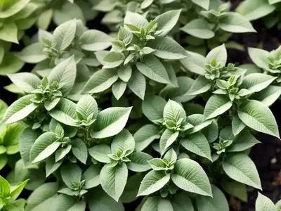 Origanum Vulgare ‘Compactum’ (Oregano)
