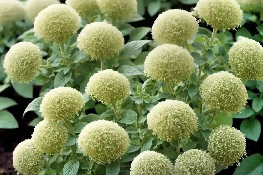 Origanum vulgare ‘country cream’ (oregano) — photo 2