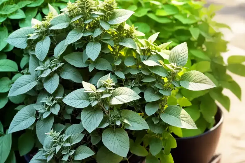Origanum vulgare (oregano) — photo 3