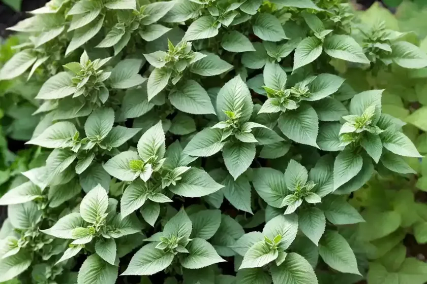Origanum vulgare ‘variegata’ (oregano) — photo 2