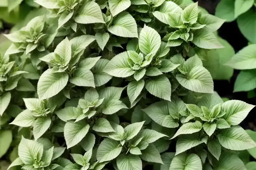 Origanum vulgare ‘variegata’ (oregano) — photo 3