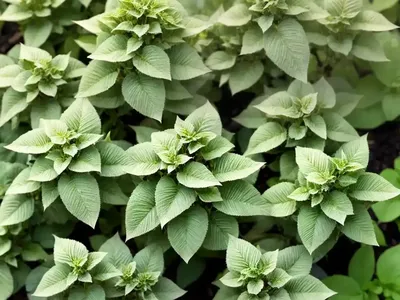 Origanum Vulgare ‘Variegata’ (Oregano)
