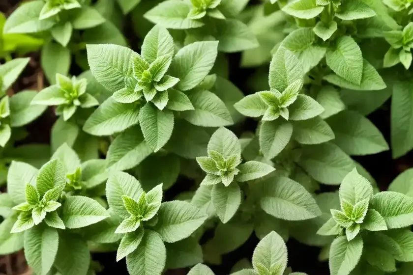 Origanum, wild marjoram (origanum vulgare) — photo 2
