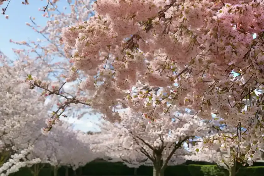 Ornamental cherry (prunus serrula) — photo 2