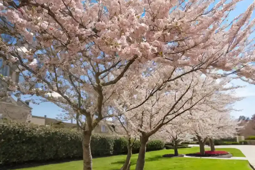 Ornamental cherry (prunus serrula) — photo 3
