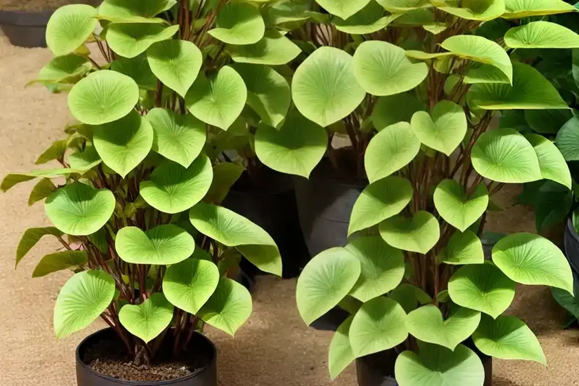 Ornamental yam (dioscorea discolor) — photo 3
