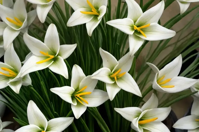 Ornithogalum arabicum (arabian star flower) — photo 2