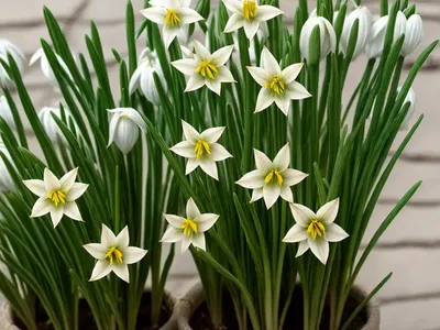 Ornithogalum Dubium (Star Of Bethlehem)