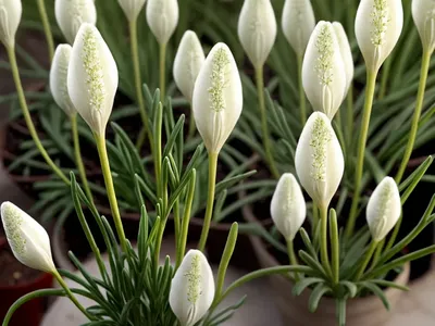 Ornithogalum Thyrsoides (Chincherinchee)