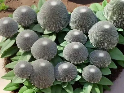 Orostachys (Orostachys Aggregata)