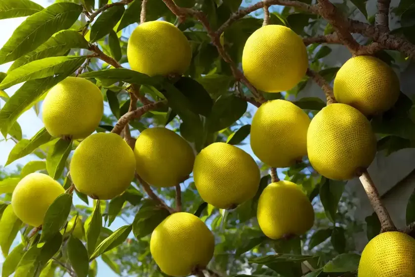 Osage orange (maclura pomifera) — photo 3
