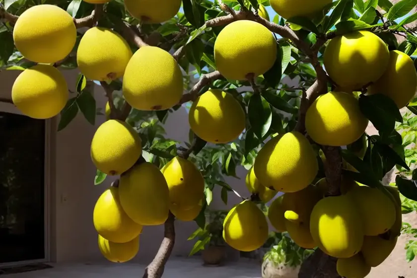 Osage orange (maclura pomifera) — photo 3
