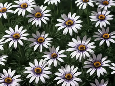 Osteospermum ‘4D Berry White’ (African Daisy)