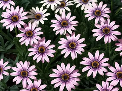 Osteospermum ‘4D Pink’ (African Daisy)