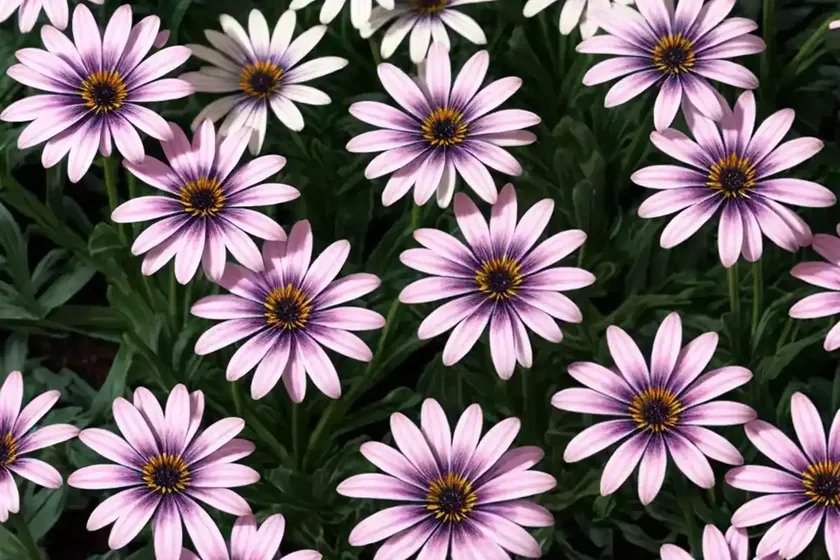 Osteospermum ‘4d pink’ (african daisy)