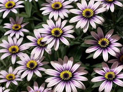 Osteospermum ‘Lemon Symphony’ (African Daisy)