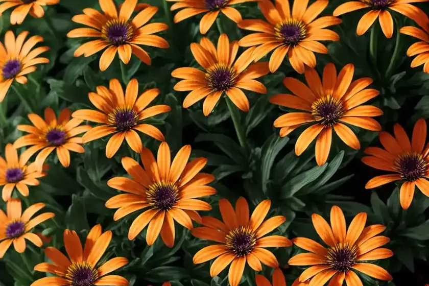 Osteospermum ‘orange symphony’ (african daisy) — photo 3