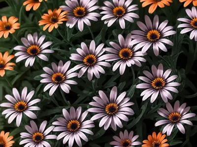 Osteospermum ‘Orange Symphony’ (African Daisy)