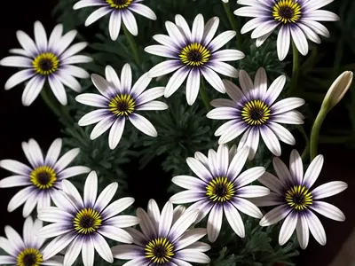 Osteospermum ‘Voltage White’ (African Daisy)
