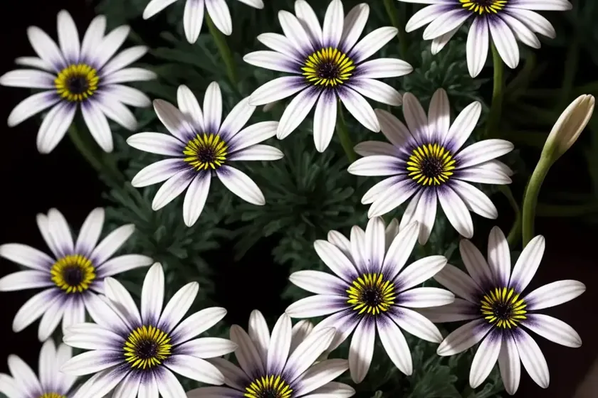 Osteospermum ‘voltage white’ (african daisy)