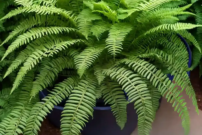 Ostrich fern (matteuccia struthiopteris ‘jumbo’) — photo 2