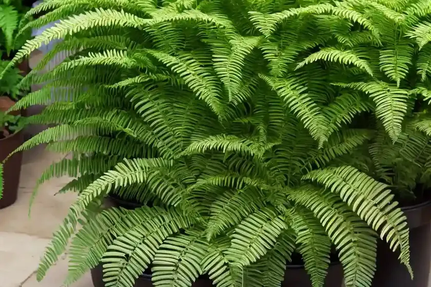 Ostrich fern (matteuccia struthiopteris ‘jumbo’) — photo 3