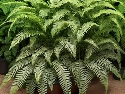 Ostrich Fern (Matteuccia Struthiopteris ‘Jumbo’)