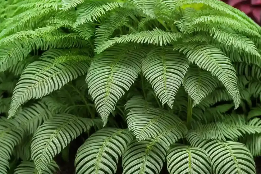 Ostrich fern (matteuccia struthiopteris ‘the king’) — photo 2