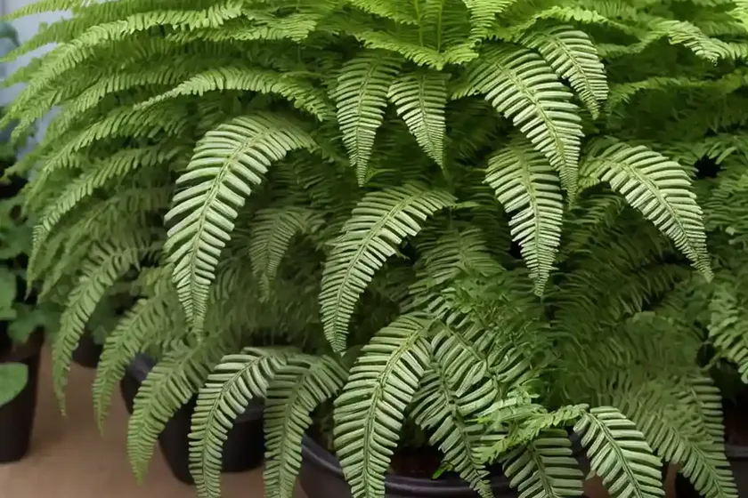Ostrich fern (matteuccia struthiopteris ‘the king’) — photo 3