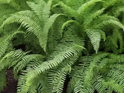 Ostrich Fern (Matteuccia Struthiopteris ‘The King’)