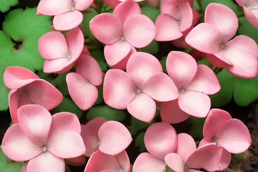 Oxalis crassipes ‘cottage pink’ (oxalis strawberry) — photo 2