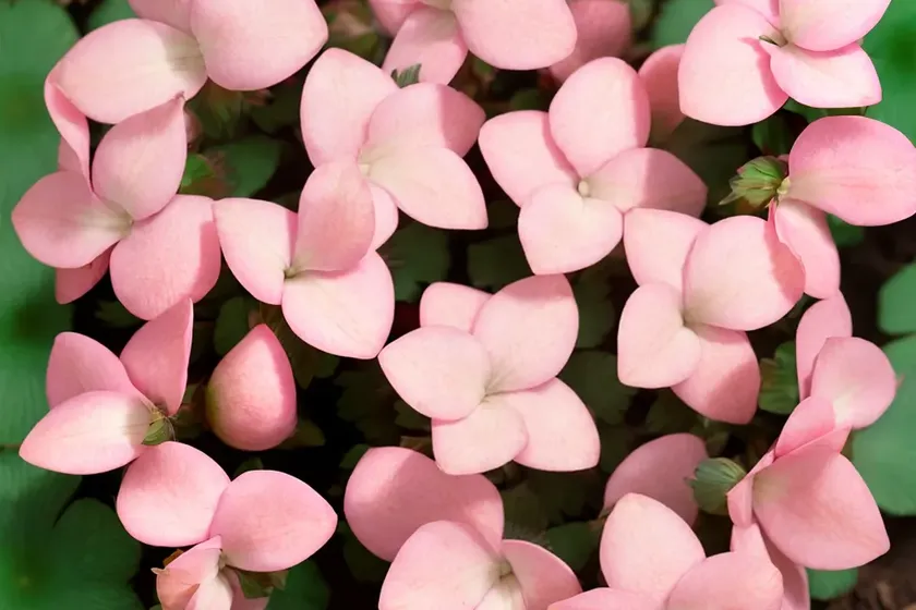 Oxalis crassipes ‘cottage pink’ (oxalis strawberry) — photo 3