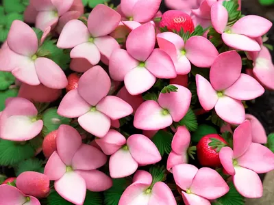 Oxalis Crassipes ‘Cottage Pink’ (Oxalis Strawberry)