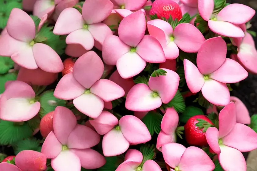 Oxalis crassipes ‘cottage pink’ (oxalis strawberry)