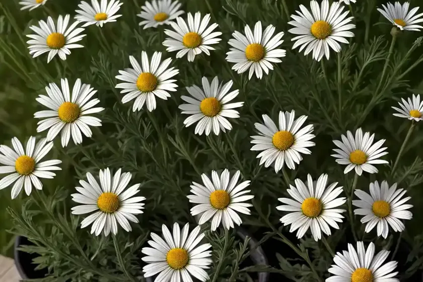 Oxeye Daisy (Leucanthemum Vulgare) — photo 3
