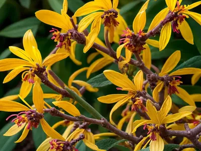Ozark Witch Hazel (Hamamelis Vernalis ‘Carnea’)