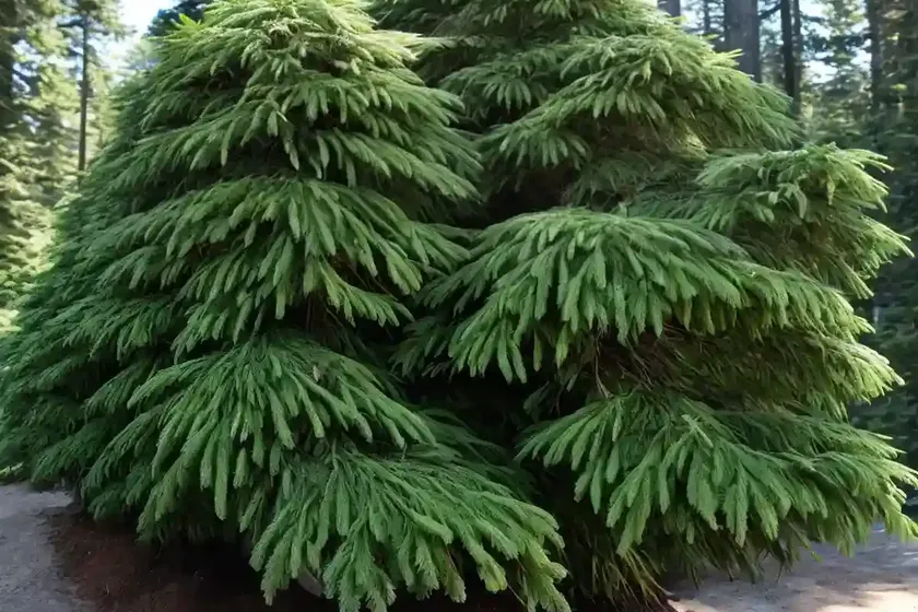 Pacific hemlock (tsuga heterophylla) — photo 2