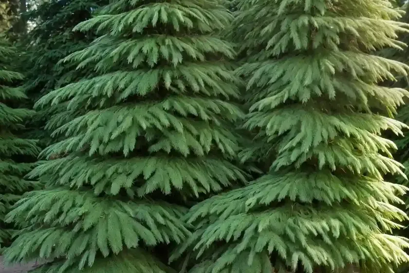 Pacific hemlock (tsuga heterophylla) — photo 3