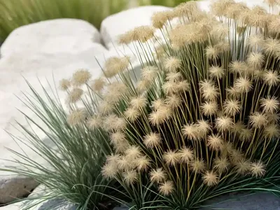 Pacific Rush (Juncus Effusus)