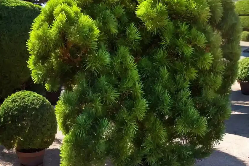 Pacific yew (taxus brevifolia) — photo 2
