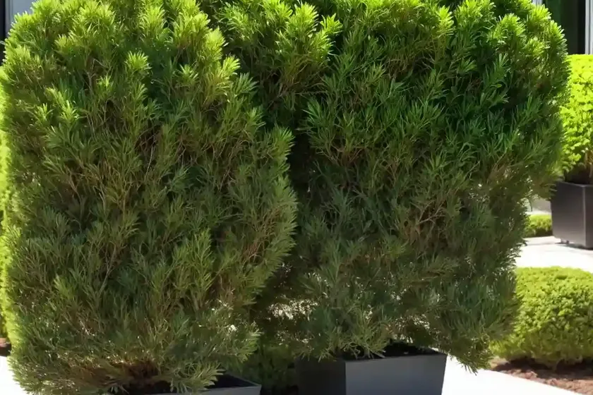 Pacific yew (taxus brevifolia) — photo 3