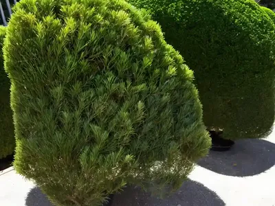 Pacific Yew (Taxus Brevifolia)