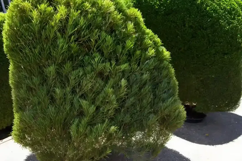 Pacific yew (taxus brevifolia)
