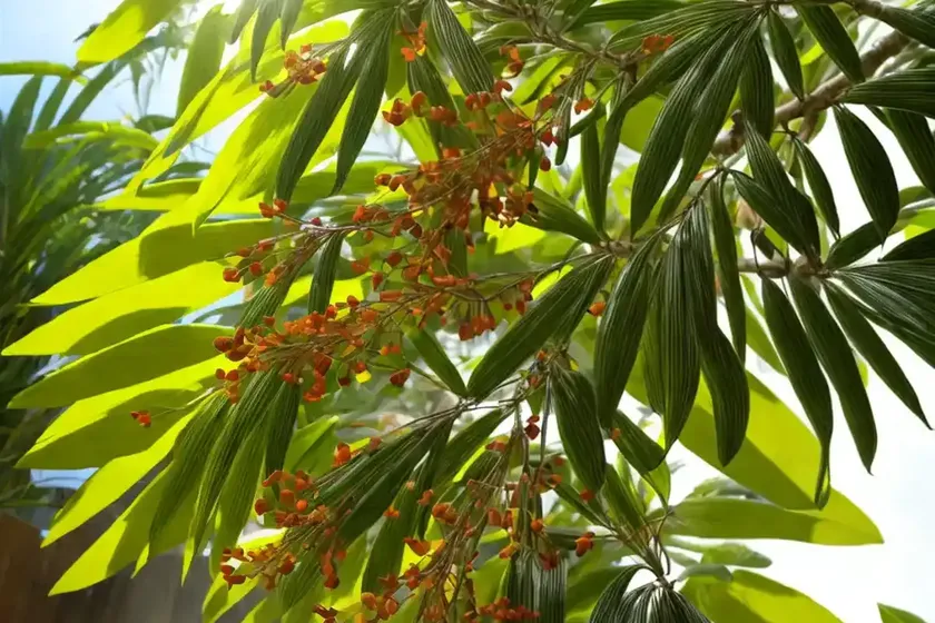 Padang cassia (cinnamomum burmannii) — photo 2