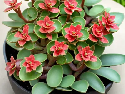 Paddle Plant (Kalanchoe Luciae)