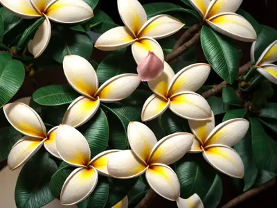 Pagoda-tree (Plumeria Alba)