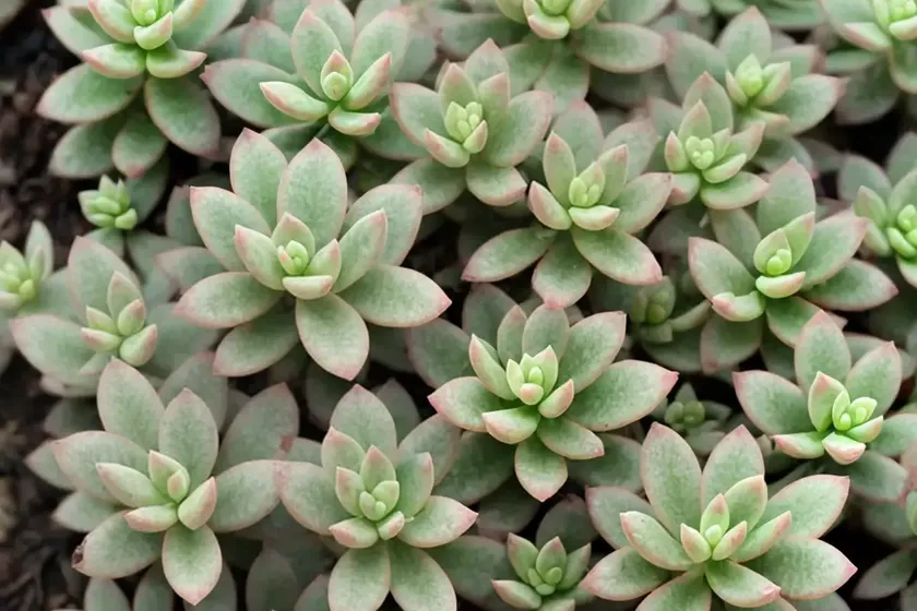 Pale stonecrop (sedum sediforme) — photo 3